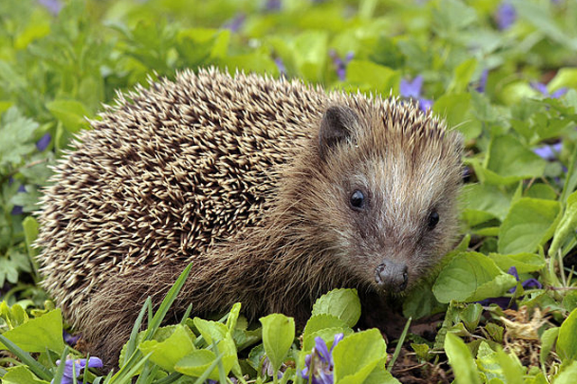 Hedgehogs