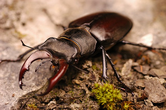 Stag beetles